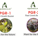 Aquvascular PGR1 and PGR2