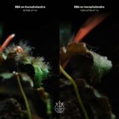 2Hr Aquarist APT Fix - Image 5