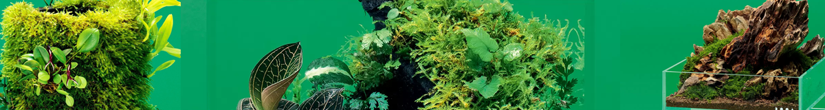 Terrarium Collections India