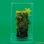 DOOA Neo Glass AIR W15×D15×H25 (cm)