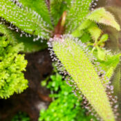 DOOA Glass Pot MARU - Image 7