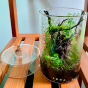 DOOA Glass Pot MARU - Image 10