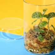 DOOA Glass Pot MARU - Image 13