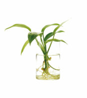 DOOA Glass Pot MARU - Image 16