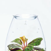 DOOA Glass Pot SHIZUKU - Image 3