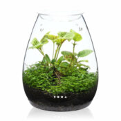 DOOA Glass Pot SHIZUKU - Image 7