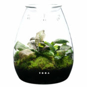 DOOA Glass Pot SHIZUKU - Image 10