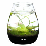 DOOA Glass Pot SHIZUKU - Image 12