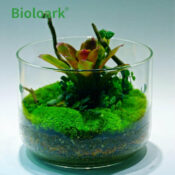 BIOLOARK Luji Glass Cup - Image 5