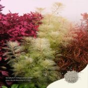 2Hr Aquarist APT Start Description