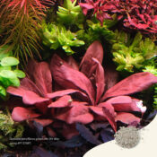 2Hr Aquarist APT Start Review