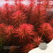 2Hr Aquarist APT Start Usage