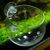 Aquapro Glass Plant Pot view